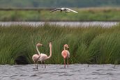 Foto: Flamingo's