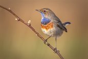 Foto: Blauwborstje