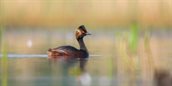 Foto: Geoorde fuut