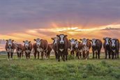 Foto: Groninger Blaarkoppen