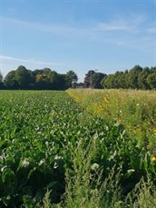 Bloem- en kruidenrijke akkers