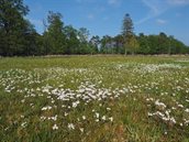 Foto: kruiden- en faunarijk grasland in Noordenveld