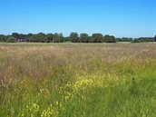 Foto: kruiden- en faunarijk grasland in Wildenberg