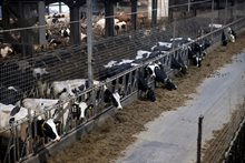 Foto van de stal van het melkveebedrijf in Grolloo